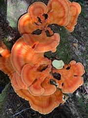 Laetiporus conifericola