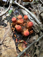 Calostoma cinnabarinum