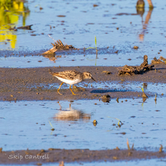 Calidris minutilla