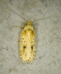 Agonopterix canadensis