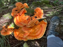 Laetiporus conifericola