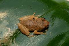 Pristimantis paisa