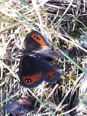 Erebia montanus