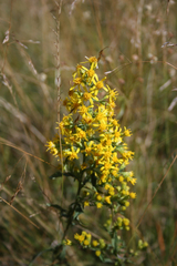 Solidago virgaurea