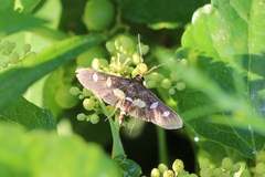 Desmia