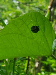 Chelymorpha trinitatis