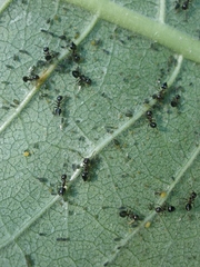 Aphidomorpha