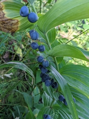 Polygonatum biflorum