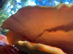 Laetiporus conifericola