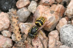 Vespula alascensis