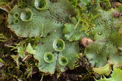 Marchantia polymorpha ruderalis