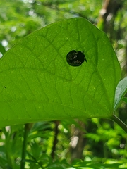 Chelymorpha trinitatis