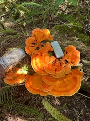 Laetiporus conifericola