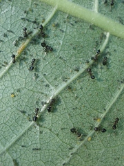 Aphidomorpha