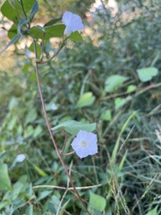 Ipomoea lacunosa