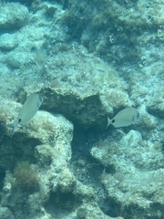 Diplodus sargus