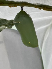 Danaus gilippus