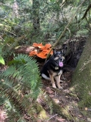Laetiporus conifericola