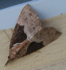 Hypena bijugalis