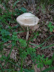Amanita vaginata