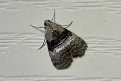 Pococera asperatella