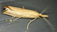 Agriphila vulgivagellus