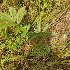 Comarum palustre