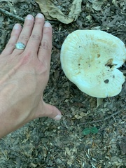 Russulaceae