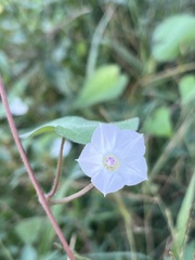Ipomoea lacunosa