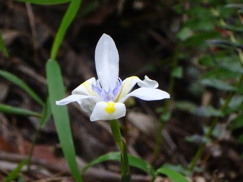 Dietes iridioides