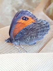 Erebia montanus