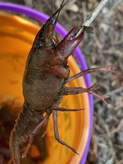 Procambarus clarkii