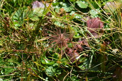 Geum montanum