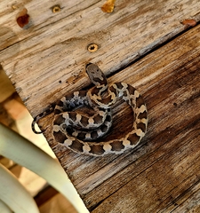 Pantherophis obsoletus