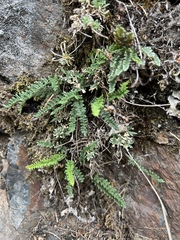 Myriopteris gracillima