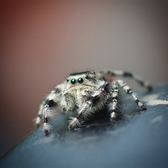 Phidippus adumbratus