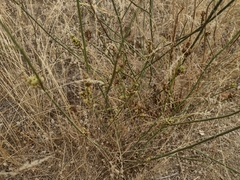 Aceria chondrillae
