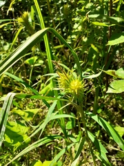 Carex lupulina