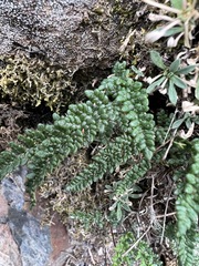 Myriopteris gracillima