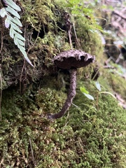 Strobilomyces strobilaceus