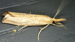 Agriphila vulgivagellus
