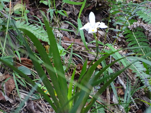 Dietes iridioides