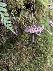 Strobilomyces strobilaceus