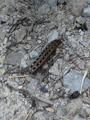 Spodoptera ornithogalli
