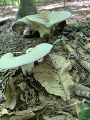 Russulaceae