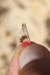 Acrotylus insubricus