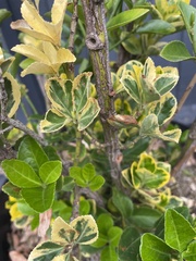 Euonymus