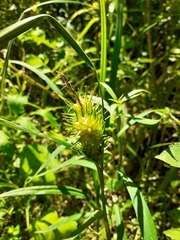 Carex lupulina