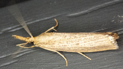 Agriphila vulgivagellus