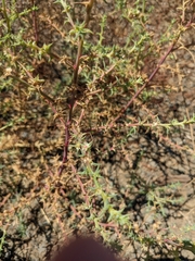 Salsola